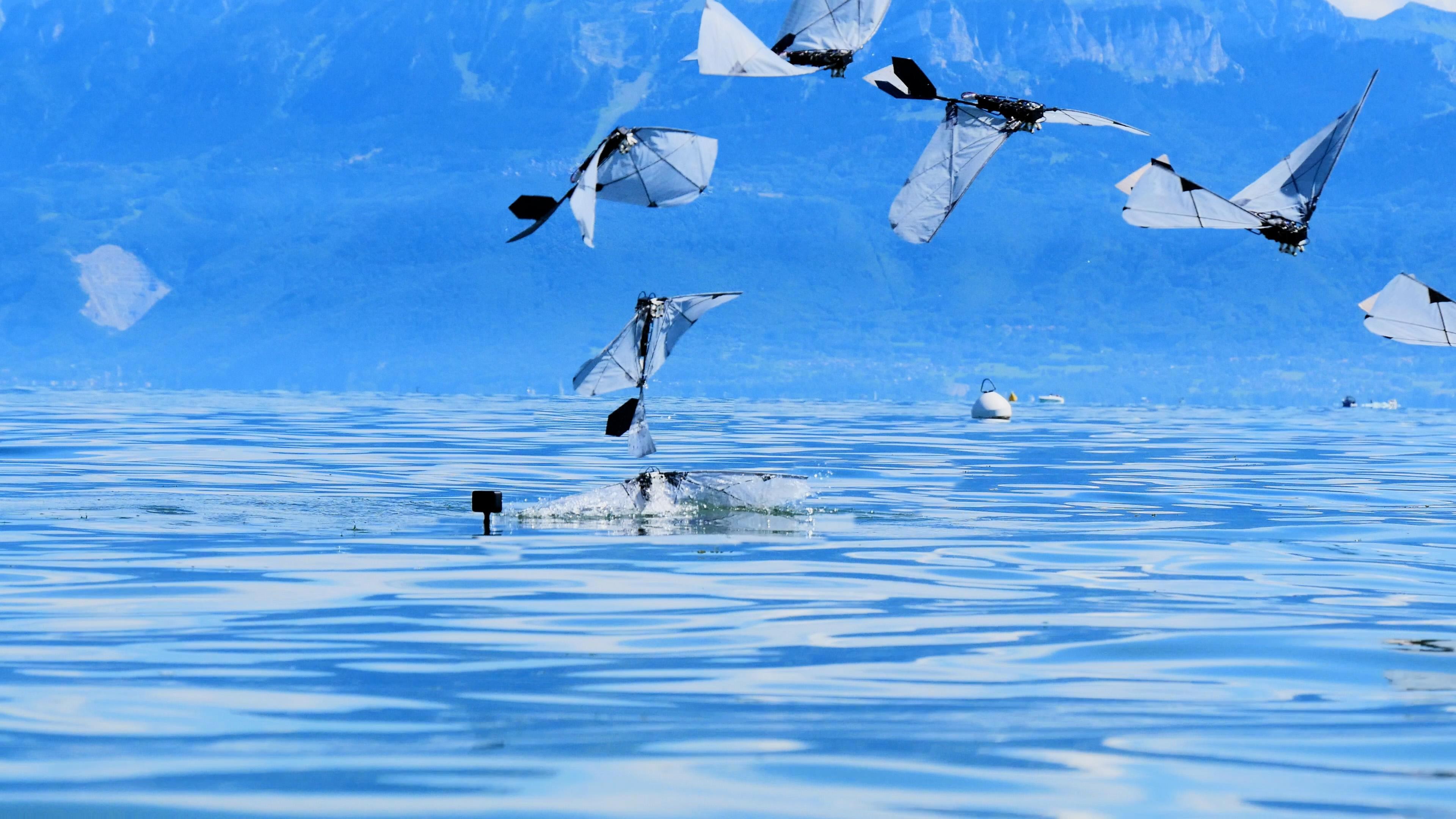 Inspired by the Puffin: Robot Flies, Swims, and Dives