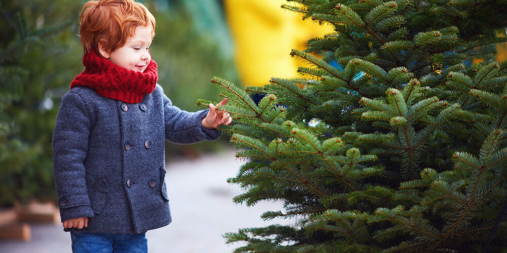 Natrlicher Christbaum: Wirkung von Tannenduft auf Psyche und Immunsystem